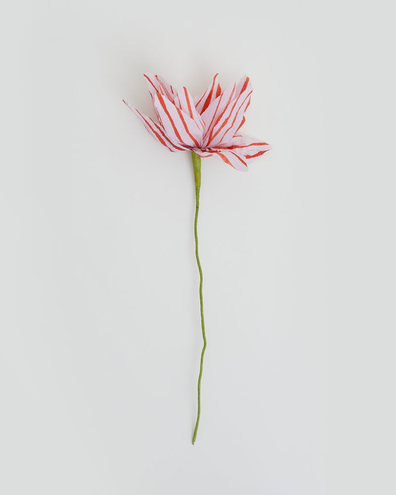 La fleur Uma