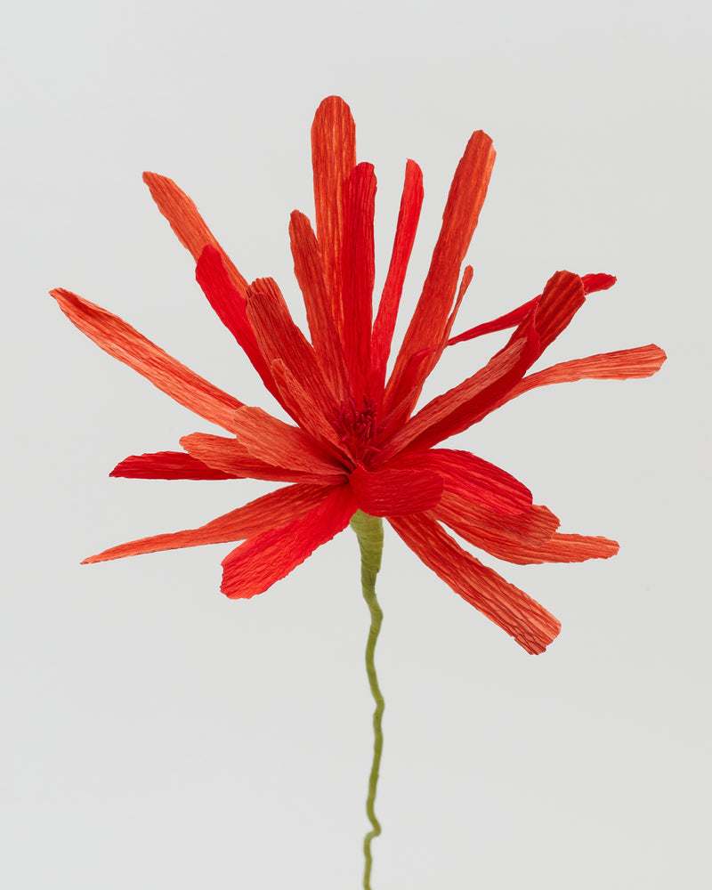 La fleur Paula rouge